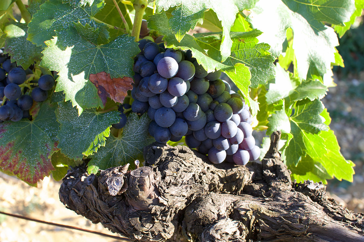 Une belle grape de raisins murit au soleil gardois